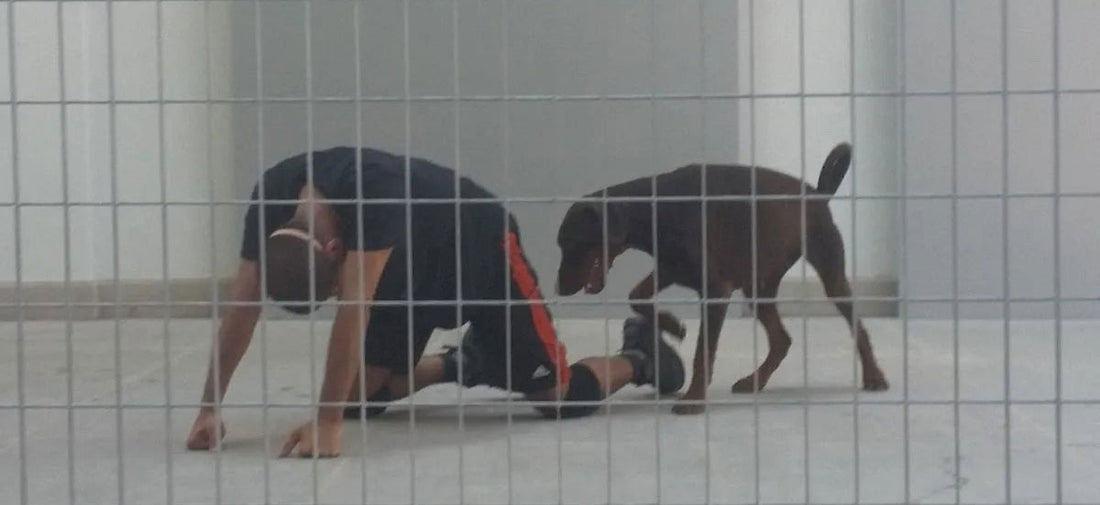 Dogged Shame