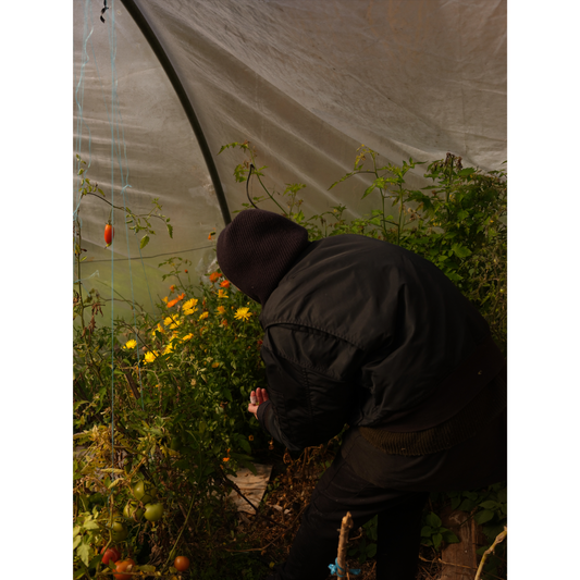 Dégustation dans la serre du potager, Drôme